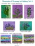 Gallery pg 14 Lavender